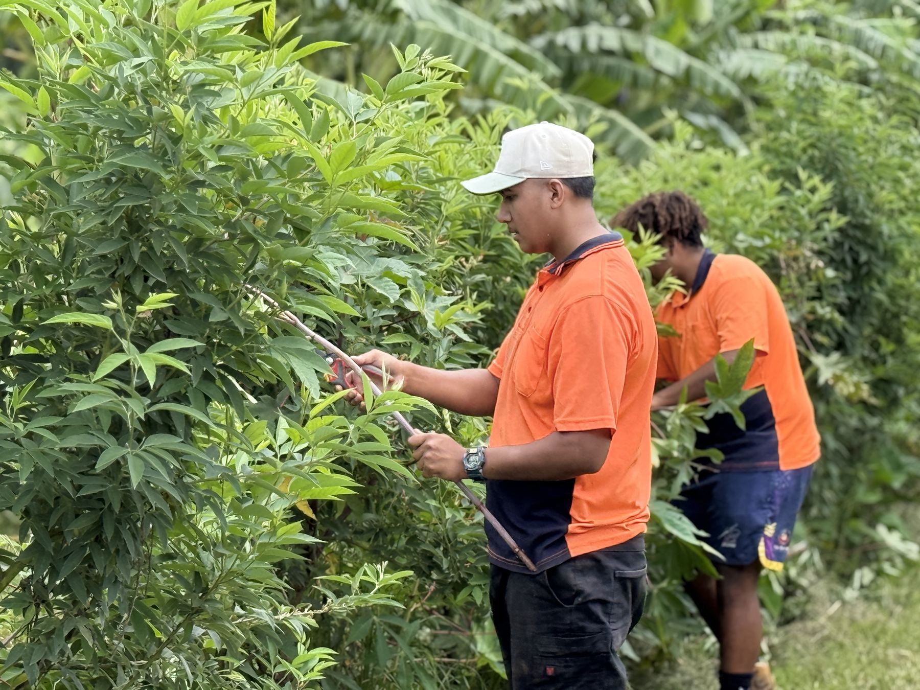 Two young men pruning a hedge of native shrubs on the community farm